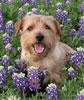 Hunter,-Bluebonnet-Boy-alt.