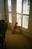 Hunter-watching-12-2002